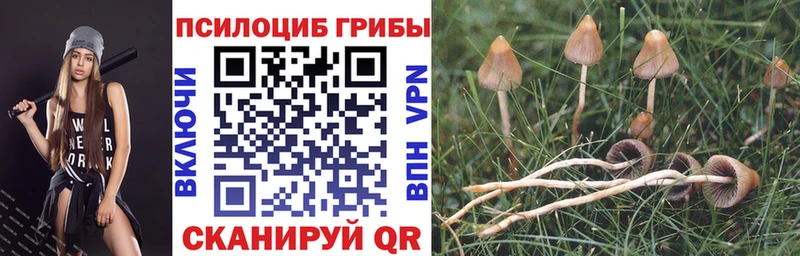 Галлюциногенные грибы Cubensis где продают Россошь